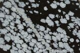 Polished Snowflake Obsidian Section - Utah #114199-1